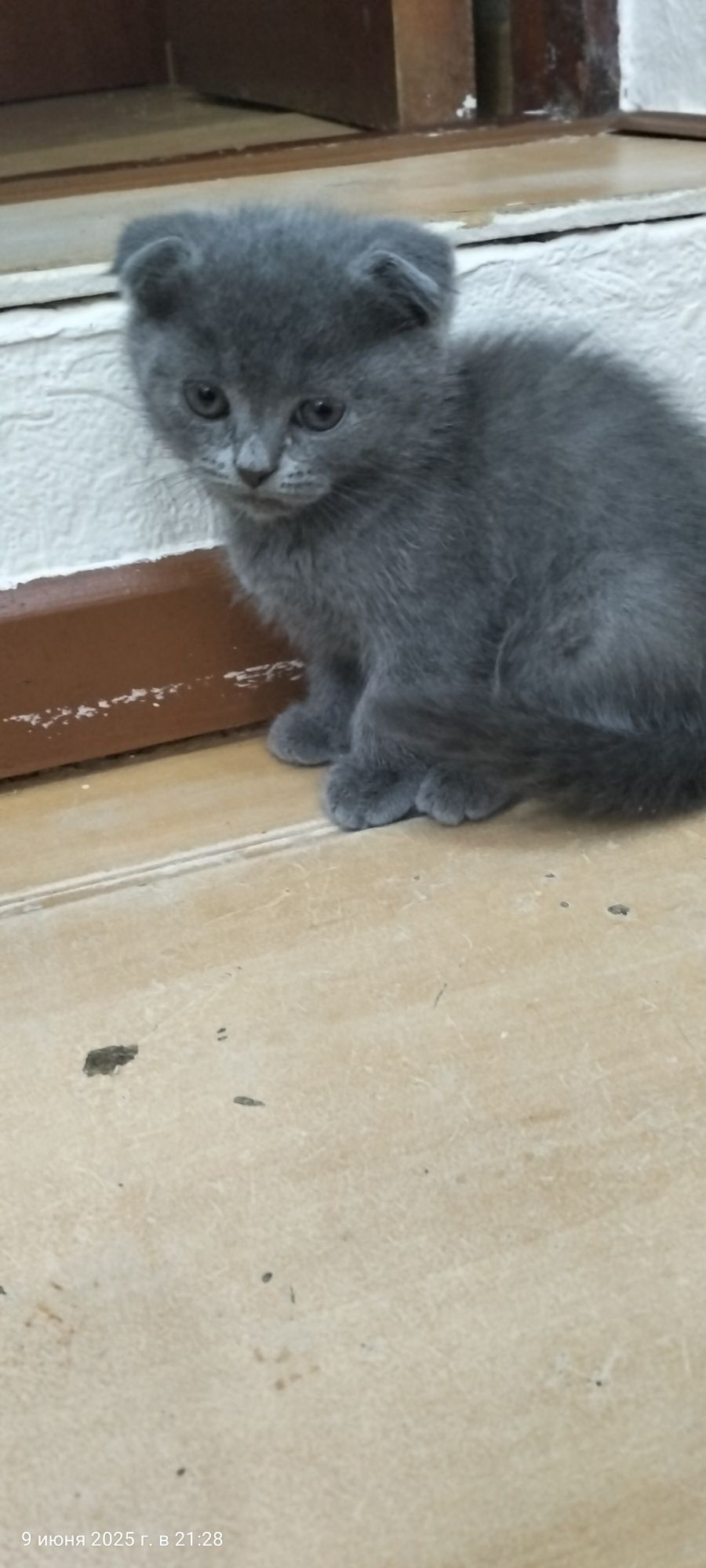шотландские котята