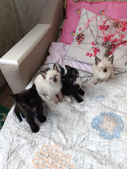 Отдадим котят в добрые руки