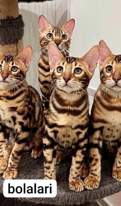 VIYASKAGA bengal
         ‼️Karalevski Bengal‼️
