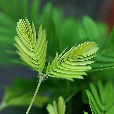 15 seminte Mimosa Pudica - planta reacționează la atingere