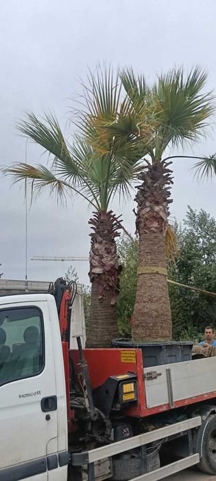 Gazon, conifere și plante ornamentale de top