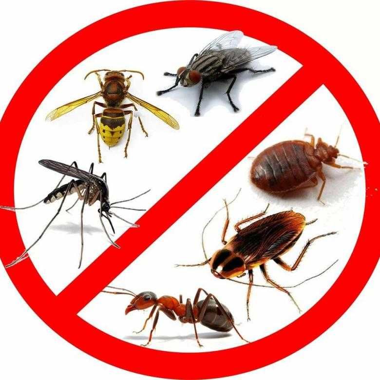 Дезинфекция Уничтожение тараканов муравьев крыс клопов комаров клещей