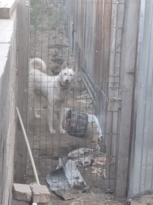 Пес, 1.5-2 года, в хорошие руки!