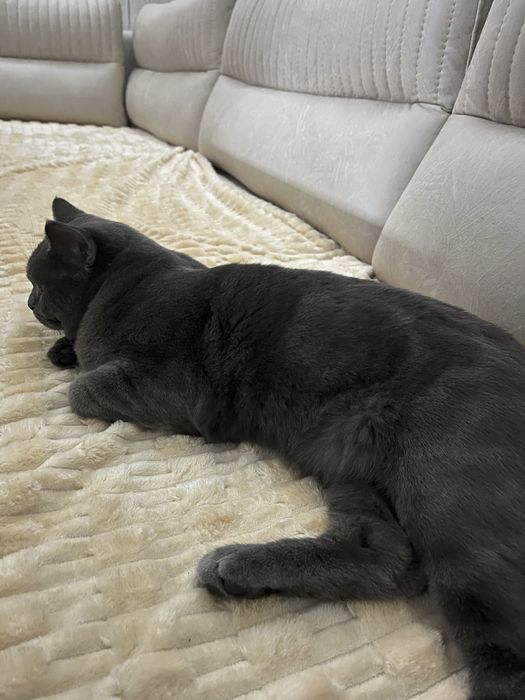 Британский кот / вяска