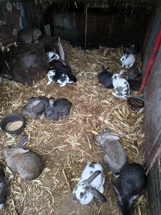 Iepuri de vânzare femele si masculi