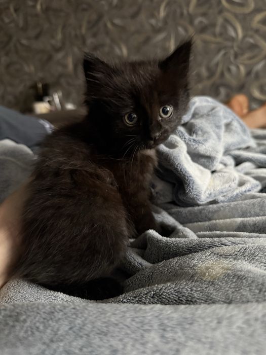 отдам котенка красивую девочку