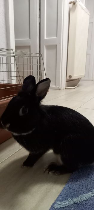 Подарява се зайче с клетка