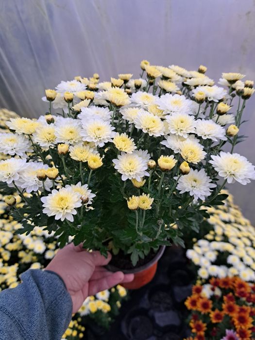 De vânzare crizanteme