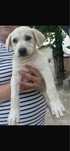 Donez catel husky