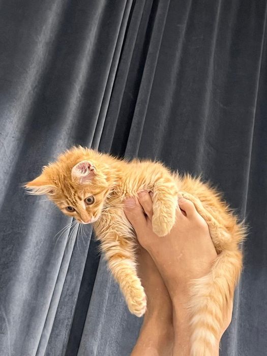Отдам котенок  на паловину Мейн кун 4 месяцев