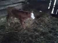 Vând vaca baltata românească și vitel bălțat românesc.