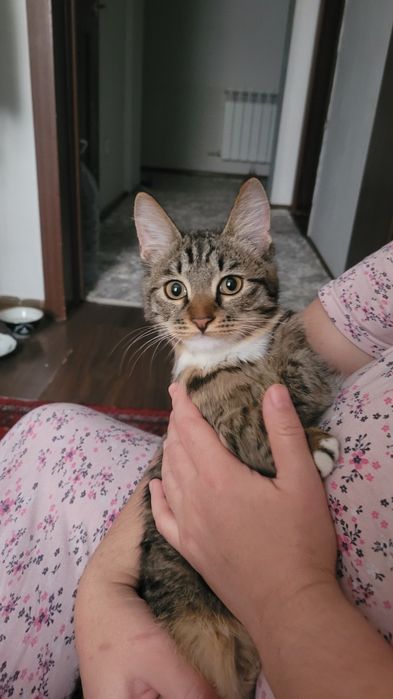 Уй мушуки ургочи акилли кизикувчан горшока ургатилган чиройли соглом б