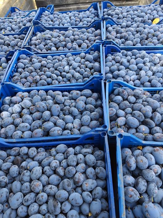 Prune Stanley De Vânzare! Pentru piata