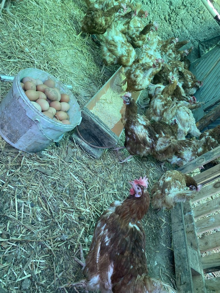 Vând găini roșii ouătoare