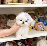 Bichon maltez mini toy