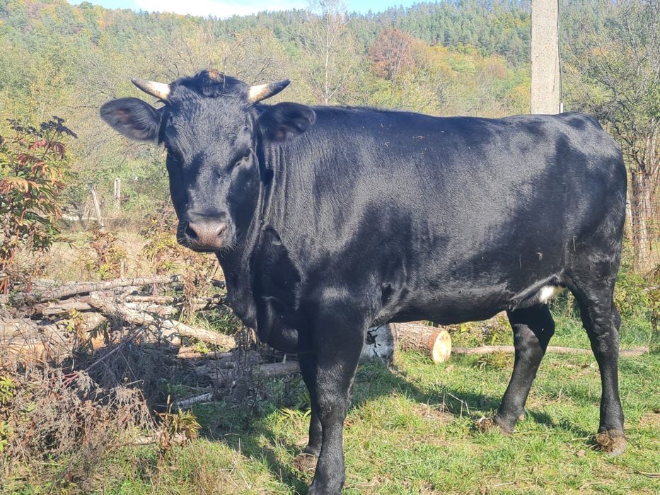 Vand vitica gestanta in 6 luni.