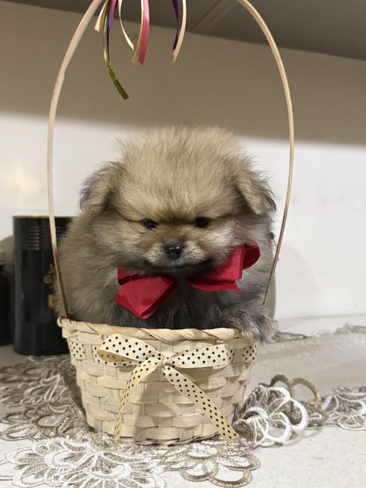 Pomeranian boo.