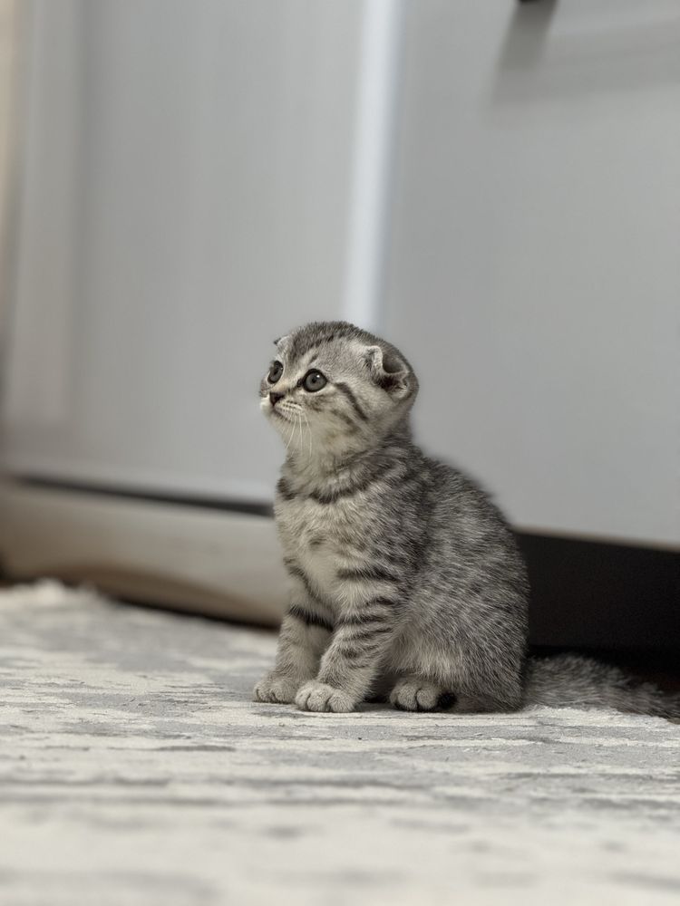 Шотланский котенок