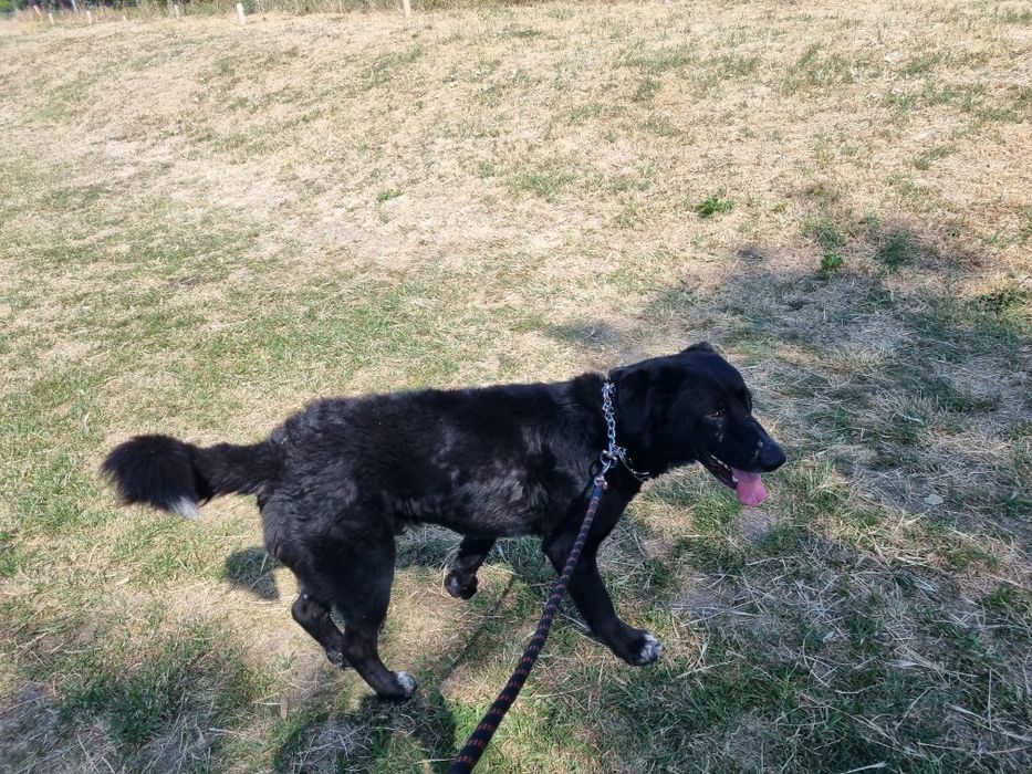 Adopție Metis Labrador