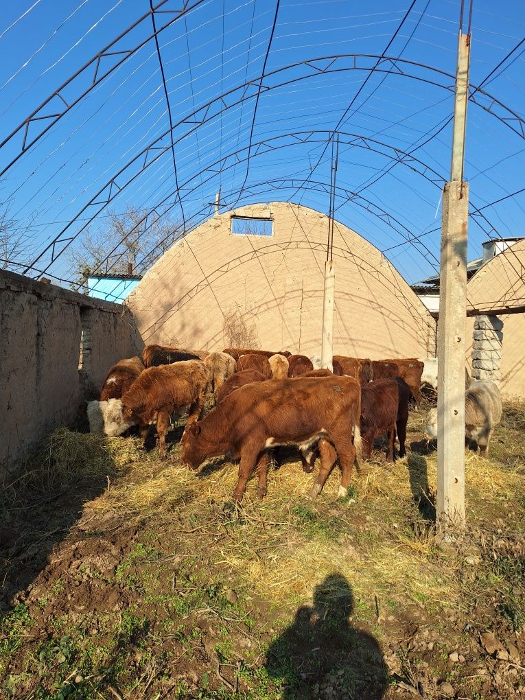 Zotli xukizchalar, Limuzin,Avlekol.Gerinford,