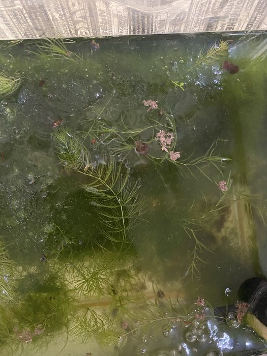 Отдам аквариумные растения