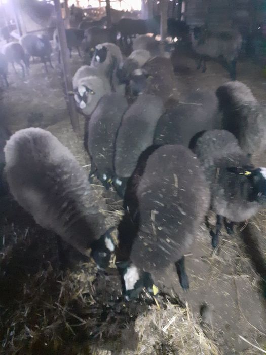 Miele romanov de vânzare