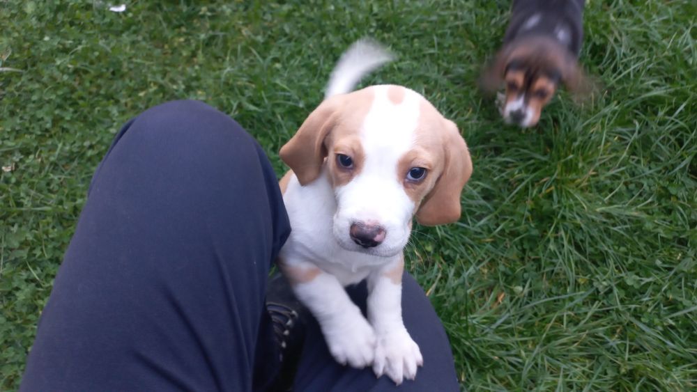 Бигъл Чистокръвни лимонени бигълчета