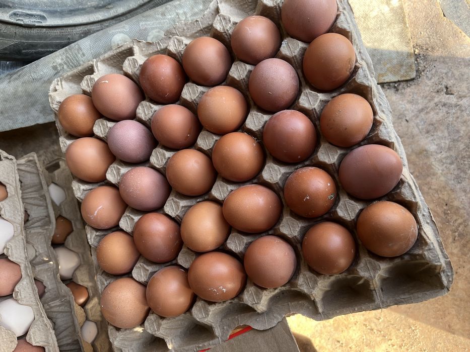 Яйцо .домашние .