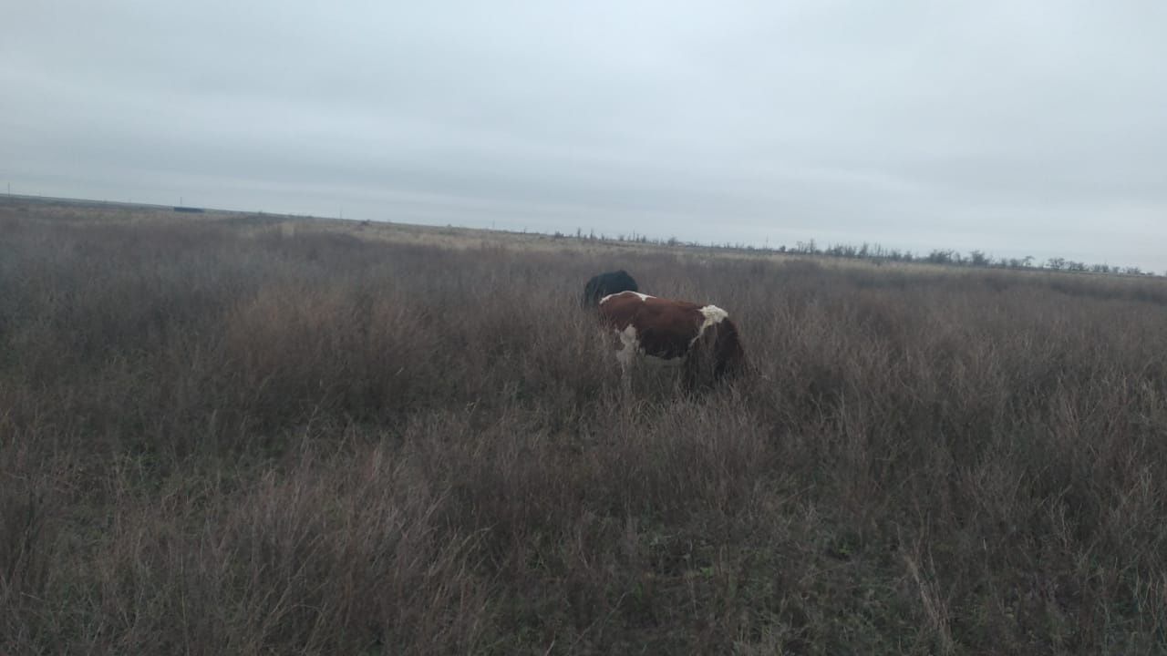 Сиыр сатылады 2 жас