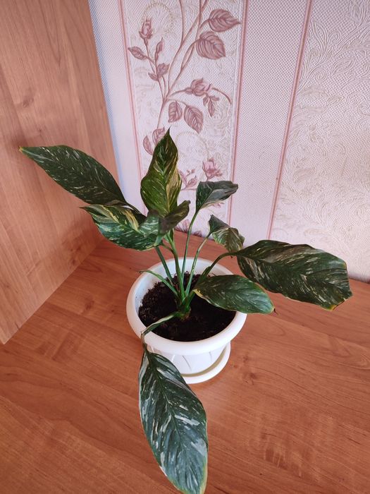 Продам комнатные растения