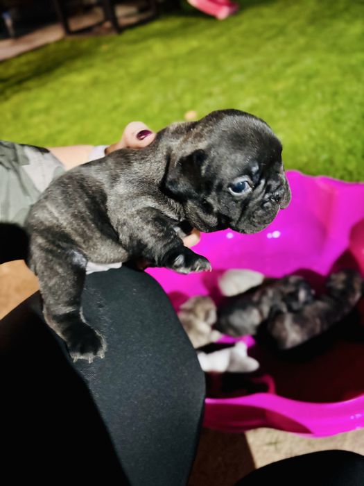 Френски булдог.