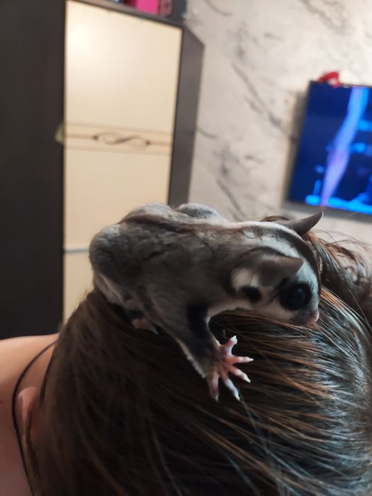 экзотика, самый лучший подарок