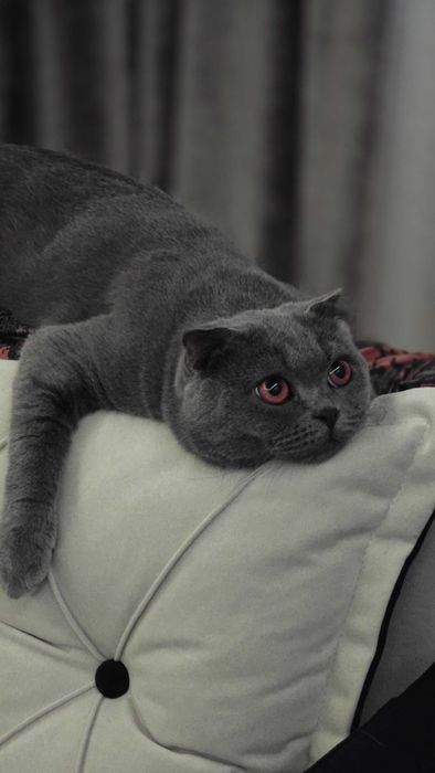 Кот - производитель приглашает