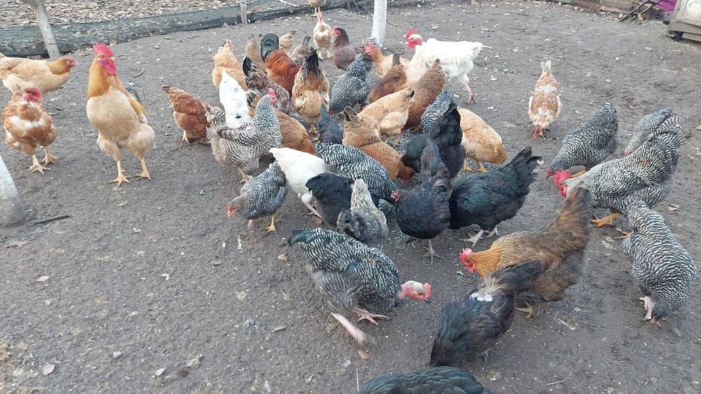 Vand ,gaini,puicute și cocosi tineri