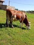 Vaca de 5 Ani cu vițea