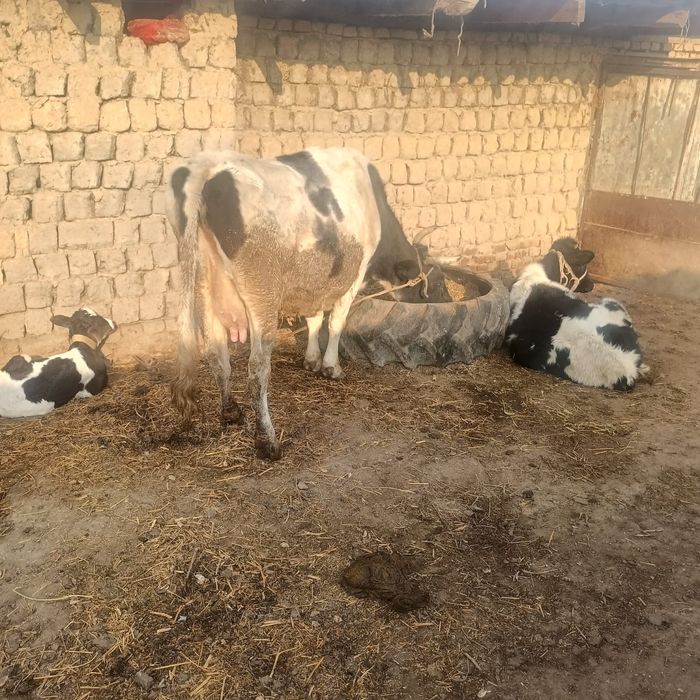 Продается молочная корова с двумя телятами ! Сиыр екі бузаумен сатылад