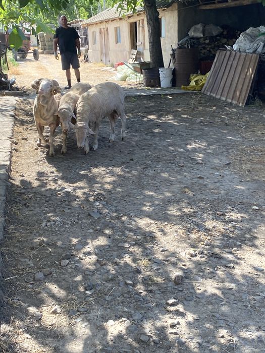 Berbeci merinos de prasila