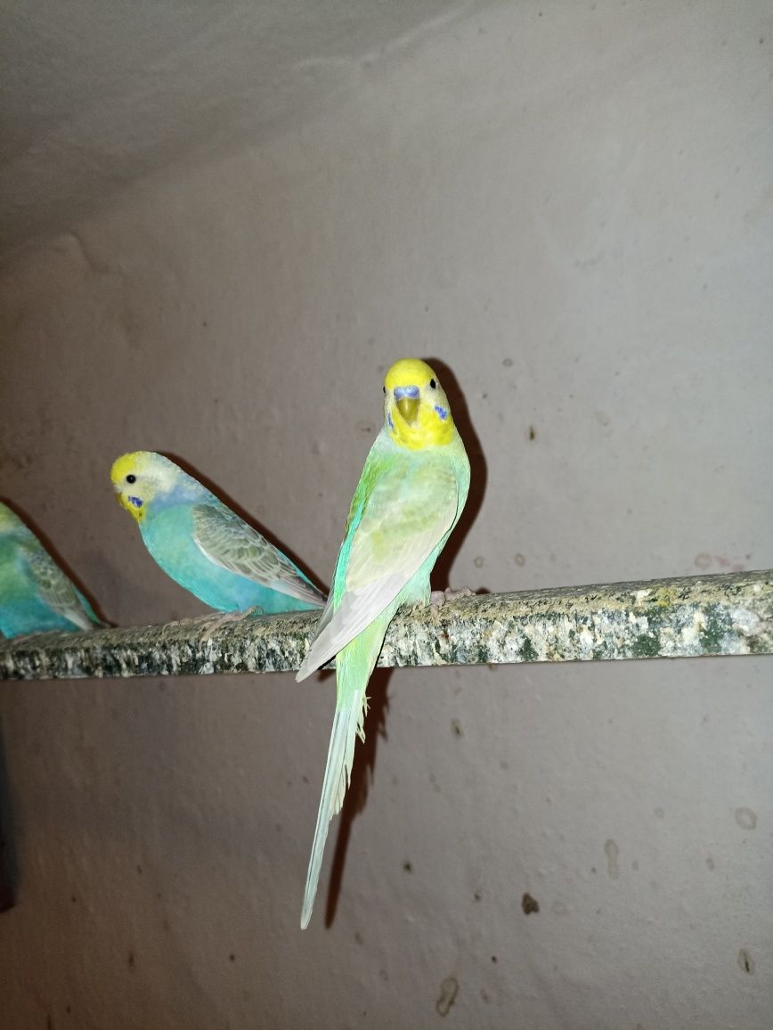 Papagali perusi (crescatorie)