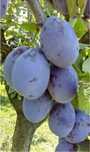 Prune de tuica cu livrare