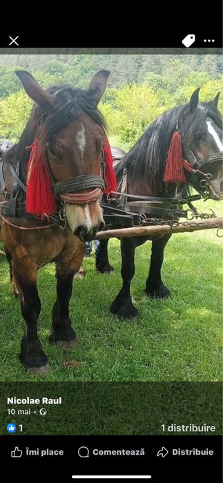 Vâd cal castrat de 4 ani garantat de tras