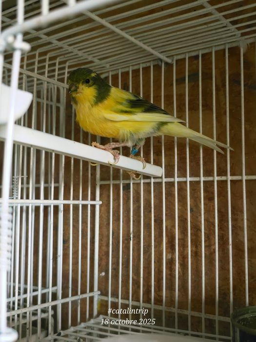 Gratuit.  Mascul TIMBRADO.