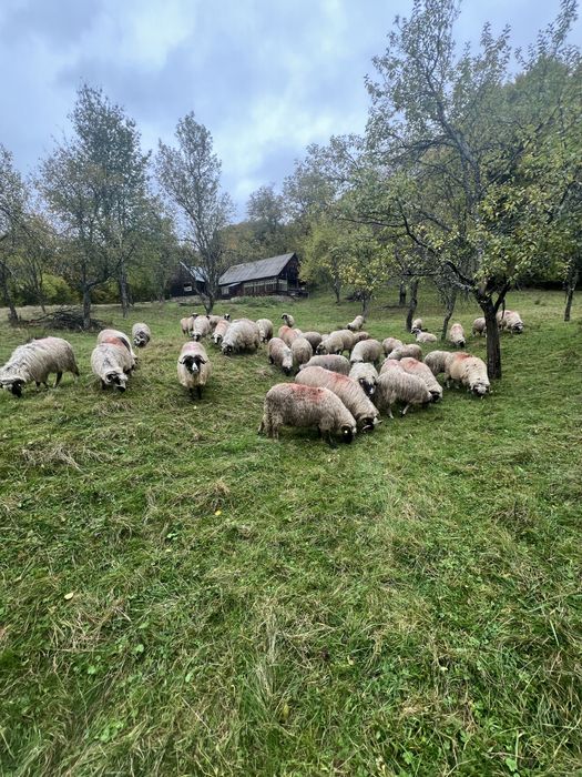 Oii de vanzare si 2 berbecii