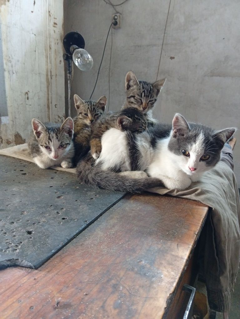 Котята ищут дом и добрых хозяев