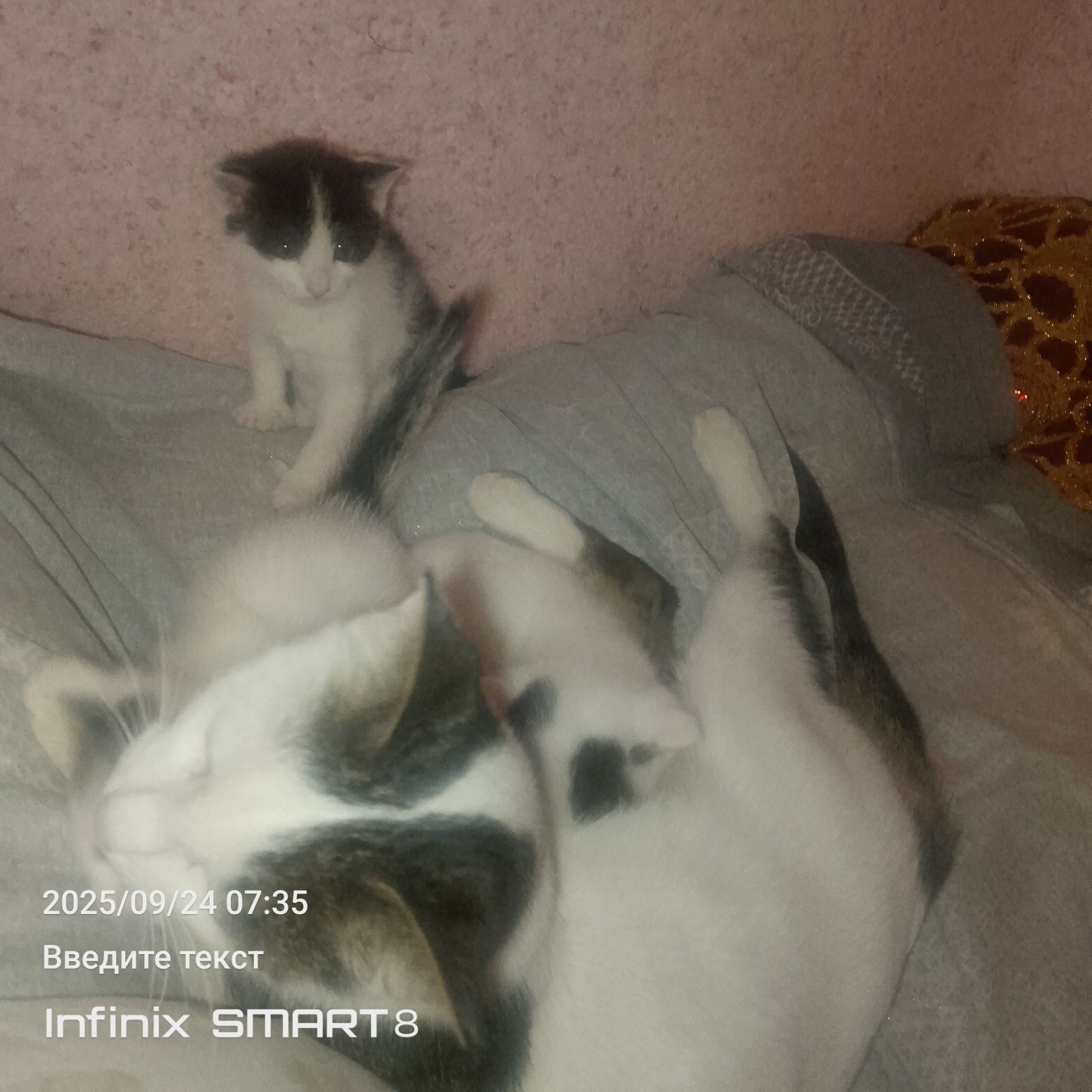 Отдам даром в хорошие руки