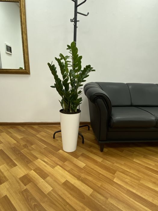 фикус бенджамин высокие цветы растения озеление