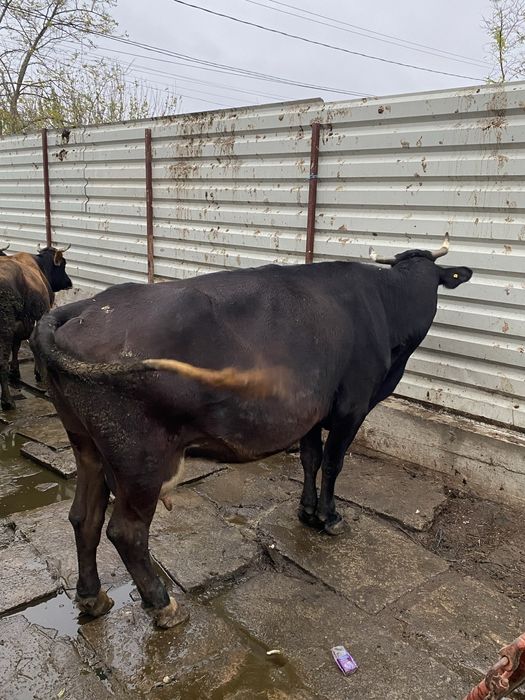 Vacă de vânzare, vârstă 6 ani