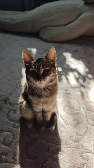 Котенок (девочка) ищет дом.