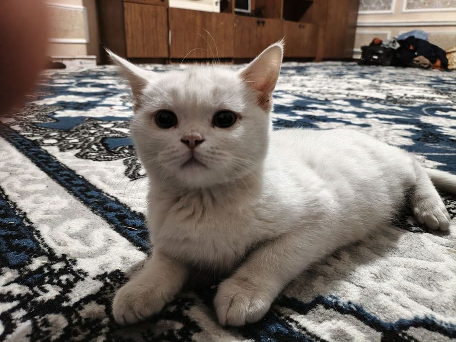 Skottish fold and stright