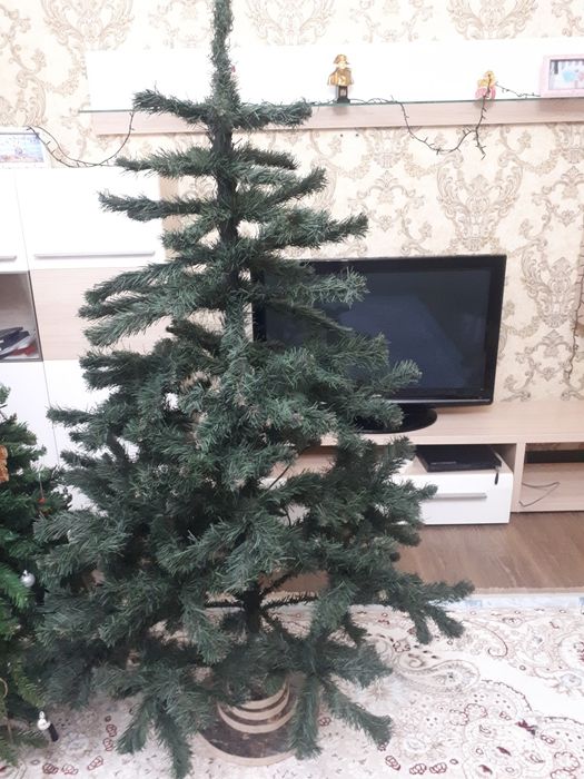 Продаю ёлку, высота 155