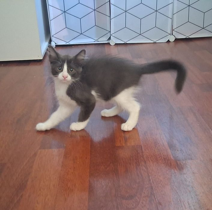 Dau spre adoptie pisica